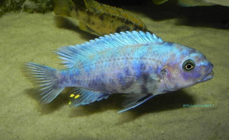 Maylandia callainos 'Makonde'